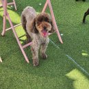 뽀송하개 재워줄개 이미지