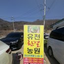 청도 미나리하우스 유천한결농원 /청도 미나리맛집 유천한결농원 비닐하우스