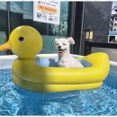 애견멀티샵 이미지