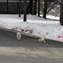 우정앤독스 이미지