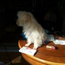 동물병원 퍼피하우스 이미지