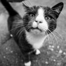 황금산 고양이 이미지