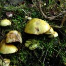 끈적비단그물버섯(노른자비단그물버섯) 이미지