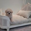 은하수펫샵 이미지