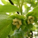 감꽃향기 이미지