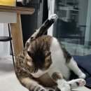 여울그루밍