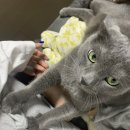 링크늘푸른동물병원 이미지