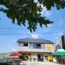 종부둔치화장실(백일홍화장실) | 충남 아산 당일치기 가을여행 현충사곡교천은행나무길 황화코스모스 백일홍 댑싸리 가을꽃이 만개했어요.