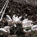 임실사슴농장 이미지