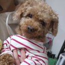 동물보육원 대전서구갈마지부 이미지