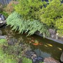 다연 정식 이미지