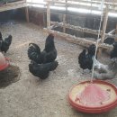 찬희네 해피팜스 이미지