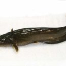 가물치(snakehead Fish) 이미지