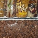 대림떡집 이미지