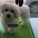 개꿈꾸는 고양이 이미지