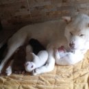 진도돈마당 이미지