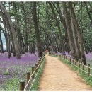 삼문송림길 이미지