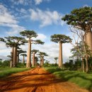 바오밥나무 이미지