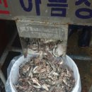 메르치에 Daum카페