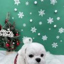 댕복한하루 이미지