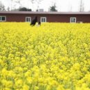 솔뫼성지 소나무 이미지