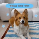 달달이네 | 우리집 댕댕이 피부와 면역력 걱정 끝 || 강아지 영양제 ‘달달이네 임비타’ 솔직 후기