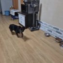 장수가 코로나 치료를 마치고 뚱아저씨 집에 휴가 왔습니다. 이미지