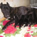 바우와우 이미지