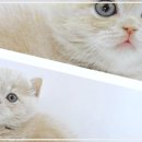 고양이분양 주식회사 제나캣 | 광주고양이분양 제나캣 덕분에 집안 분위기가 너무 따뜻해졌어요!