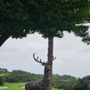 설해원 더 레전드 코스 | 양양 명문골프장 설해원 흐린날 더 레전드코스 후기