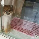 둘리애견 이미지