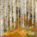 나무숲소 이미지