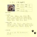 쿵이 | [#872]쿵이(양측 슬개골 탈구 G3)의 수술후기