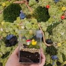 내 책상위의 작은 숲 테라리움 이미지