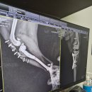 라움동물병원 | 평택 라움동물의료센터 십자인대수술(TPLO) 후기