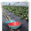 효자농장 이미지