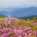 42년째 단 3일만 열려요... 해발 1,000m 넘어야 만나는 10km 철쭉 능선 명소 이미지