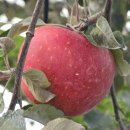 영근농장 | 밀양여행 농촌신활력플러스 레드애플팜 사과따기 &amp; 사과컵케이크만들기 체험