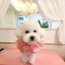 이코그루밍 이미지