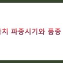 가을환경 | 시금치 파종시기, 품종 추천 BEST 5 총정리 (봄, 가을, 월동, 재배법, 후기)