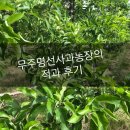 명선농장 | 무주명선사과농장의 적과 후기
