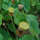 홍연농장 이미지