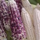 월평농장 이미지