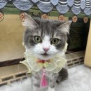 댕글 | 포천 고양이 강아지 미용 댕글몽글 다녀온 후기