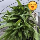 경상북도 안동시 풍산읍행정복지센터 | 경북 예천 청년라이프마켓 1박2일 농촌 체험 프로그램 - 국산 궁채 수확하고 장아찌 만들어보기