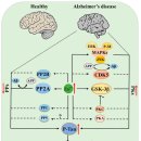 치매의 원인들 1. 아연 부족(zinc deficiency) 이미지