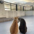 꽃과 그늘 이미지