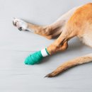 연수동물메디컬센터 이미지