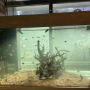 코보아쿠아 이미지