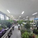 로즈마리 화원 | 화분들의 주치의 몽플로리 방문후기(feat.분갈이)